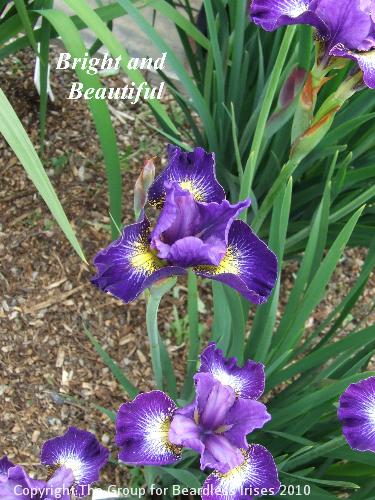 Bright and Beautiful (1)